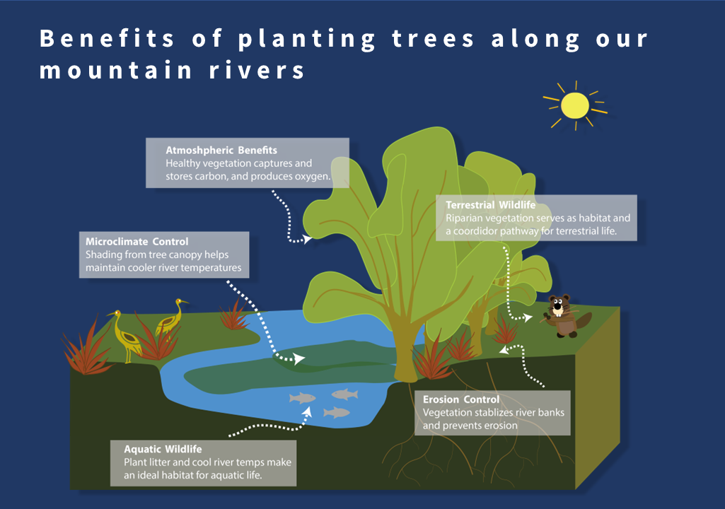 Benefits of planting trees along mountain rivers.