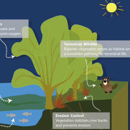 Riparian Education